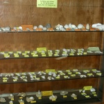 skamienialosci miocenskie